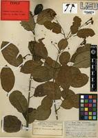 Image result for Schrebera trichoclada