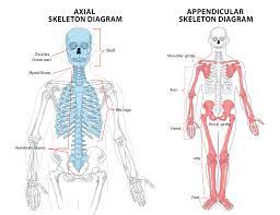 Appendicular Axial Skeleton Anatomy Skeleton Anatomy Axial Skeleton Human Body Diagram