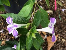 Image result for Barleria oxyphylla