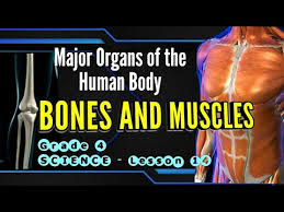 Logged in members can use the super teacher worksheets filing cabinet to save their favorite worksheets. Major Organs Of The Human Body Bones And Muscles Grade 4 Science 4 Youtube