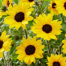 Order flowers online from interflora. Sunflower Annual Plants For Sale Outdoor Plant Free Uk Delivery