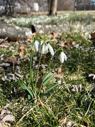 What has happened to my pumpkin plant? I was gone for a day and a half and  came home to this, the plant looked totally healthy prior to me leaving.