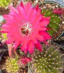 Cacti and desert c organisms that live in the chaparral have developed unique adaptations that aid in their survival. Chaparral Cactus And Succulents Polly Castor
