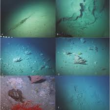 Image result for Sladeniaceae