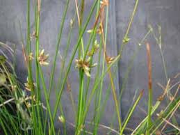 Image result for Schoenoplectiella senegalensis