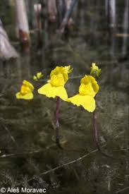 Image result for Utricularia australis