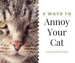 By this time he will have figured out what is going on and will try to pull it back inside himself so be quick about it. 5 Ways To Effectively Annoy Your Cat Pethelpful
