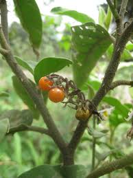 Image result for Solanum litoraneum