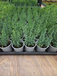 Image result for Cupressus sempervirens