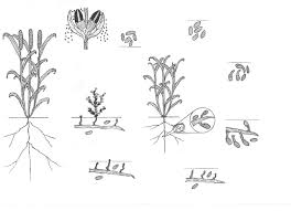 Image result for Striga