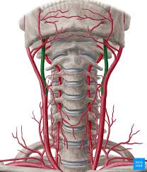 The right and left subclavian arteries give the ascending cervical artery arises from the inferior thyroid artery, as it turns medially in the neck. Internal Carotid Artery Anatomy Segments And Branches Kenhub