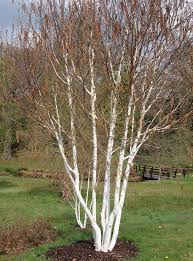 White Birch Trees For Sale Near Me Pin By Lori Van Lysal On Caroline S Garden White Birch Trees Deciduous Trees Trees To Plant