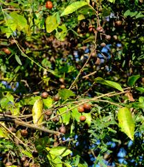 Image result for Grewia afra