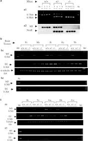 Zur änderung und durchführung der verordnung (ewg) nr. Decreased Amphetamine Induced Locomotion And Improved Latent Inhibition In Mice Mutant For The M5 Muscarinic Receptor Gene Found In The Human 15q Schizophrenia Region Neuropsychopharmacology
