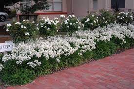 Flower Carpet White Standards Hover Over A Mass Planting Of Snow Storm Agapanthus White Gardens Garden Shrubs Rose Trees