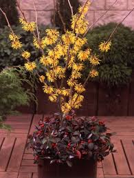 Image result for Hamamelis mollisi