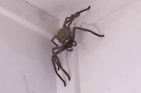 We did not find results for: Giant Huntsman Spider Takes Up Residence Inside Woman S Home