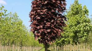 Planting acer crimson sentry plant in a full sun or partial shade position in fertile and well draining soil in a location that doesn't get below minus 15 degrees centigrade. Acer Platanoides Crimson Sentry Treeebb Online Tree Finding Tool Ebben Nurseries