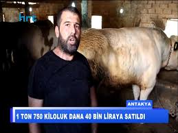 Hatay Da 1 Ton 750 Kilo Agirligindaki Dana Tam 40 Bin Liraya Satildi Youtube