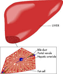 Here are five types of foods to enjoy at mealtime to help manage your cholesterol levels. How Cholesterol Works Howstuffworks