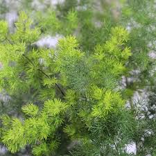 Image result for Asparagus macowanii