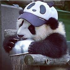 Pin By Lale On Pandas Cute Panda Panda Bear Panda