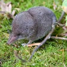 Long handled weeding, hoeing, and cultivating tool (patent pending) nicknamed the shrew because of it's pointed nose and how extraordinarily good it digs in the dirt. Holey Moley Shrew Or Vole Wedel S Nursery Florist Garden Center