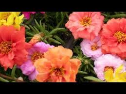 Ipek Cicegi Kedi Tirnagi Cicegi Uretimi Ve Bakimi Silk Flowers Youtube Cicek Bahcecilik Bitki