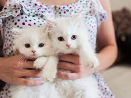 8 Reasons Two Kittens Are Better Than One