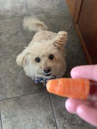 Sazón style chicken with roasted veggies