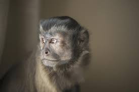 In this video, i will tell you if pet monkeys are legal in india or not. Buying A Pet Monkey Lovetoknow