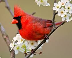 State Birds Every Us State Bird Listed With Facts And Photos Most Beautiful Birds Beautiful Birds Bird