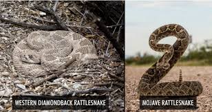 Rattlesnakes coloring pages download and print for free coolage eastern diamondback rattlesnake mounted real texas western diamondback rattlesnake striker 44 47. Can You Tell The Difference Between A Western Diamondback Rattlesnake And A Mojave Rattlesnake By The Tail Bands Rattlesnake Solutions