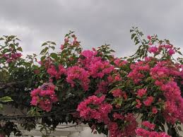 We did not find results for: Blogging In Myrtle Glen A Central Florida Gardening Journal Wake Me Up When September Ends