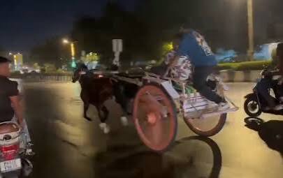 Victory: Illegal Horse-Cart Races in Nashik Prevented Following PETA India Complaint - Blog - PETA India
