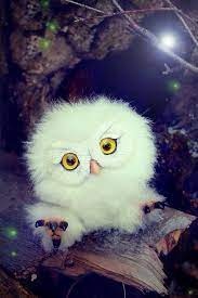 Https Www Facebook Com Pages Owls 354271658069401 Ref Hl Owl Pictures Owl Artwork Beautiful Owl