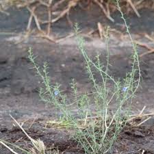Image result for Aptosimum albomarginatum