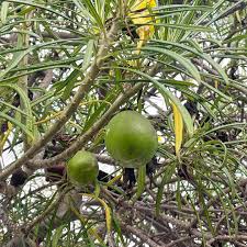 Image result for Cascabela thevetia