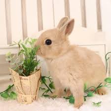 うさぎ カラー