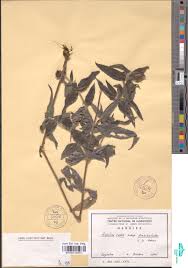 Image result for Aspilia rudis