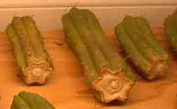 Aquí los consejos para aprender a realizar una buena introducción para su tesis o trabajo de investigación. Esquejes Hijuelos Y Division Cactus Y Crasas