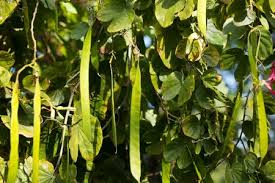 Image result for Parkia