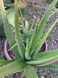Image result for Aloe cameronii × greatheadii