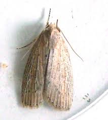 Image result for Chilodes maritima