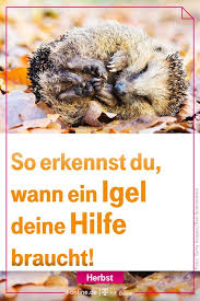So Erkennen Sie Ob Ein Igel Ihre Hilfe Wirklich Braucht Igel Im Garten Igel Haustier Und Igel