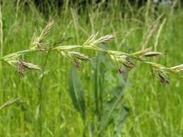 Image result for Lolium multiflorum