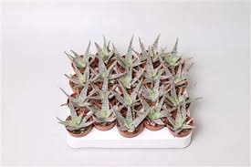 Image result for Aloe zebrina