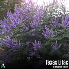 Image result for Vitex sp. A