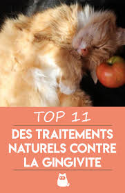 Epingle Sur Chats Et Chatons