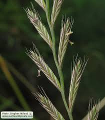 Image result for Lolium multiflorum